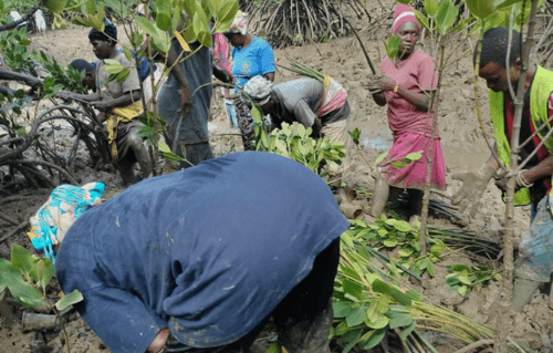 Community-Plant Tree